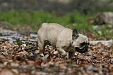 BOULEDOGUE FRANCAIS 1038
